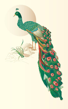 孔雀插畫