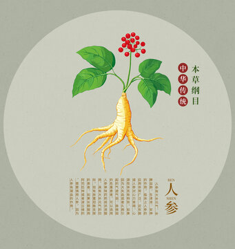 人參中草藥手繪插畫包裝