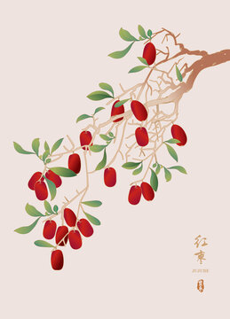 紅棗插畫