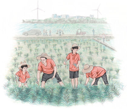 插秧