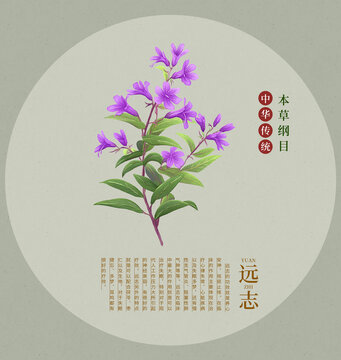 遠(yuǎn)志手繪中草藥插畫包裝