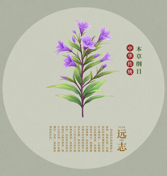 遠志手繪中草藥插畫包裝