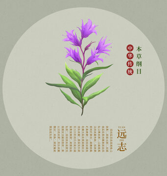 遠(yuǎn)志手繪中草藥插畫包裝