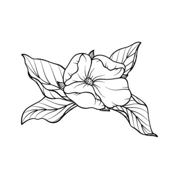 開放的花葉子