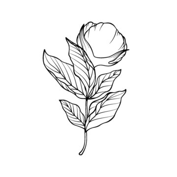 半開的花朵