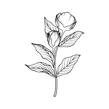 花苞植株