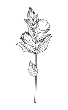 多頭花卉樹枝