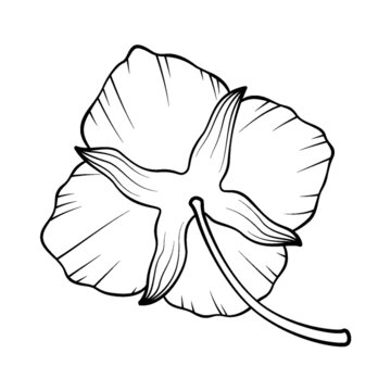 四瓣花小花