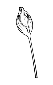 花骨朵線稿