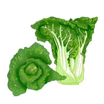 烏塌菜