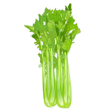 西芹