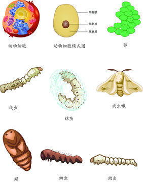 生物素材