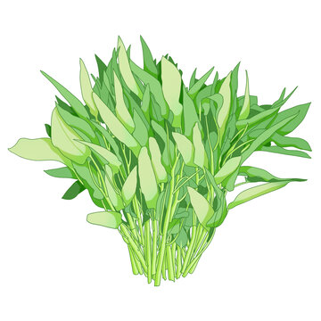 空心菜