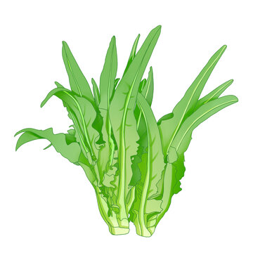 油麥菜