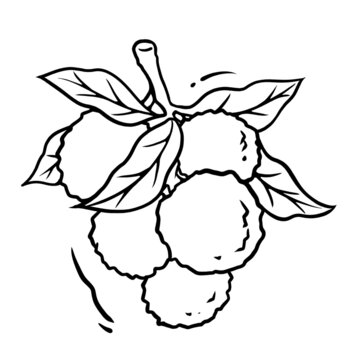 荔枝