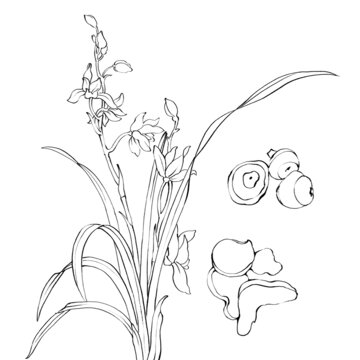 白芨線稿手繪中藥材水彩插畫