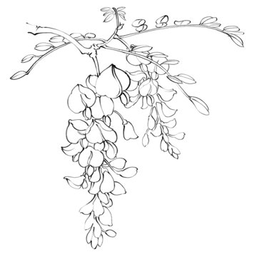 槐花線稿手繪中藥材水彩插畫