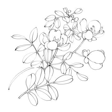 決明子線稿手繪中藥材水彩插畫