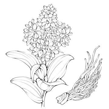 藜蘆線稿手繪中藥材水彩插畫