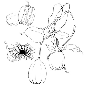 馬兜鈴線稿手繪中藥材水彩插畫