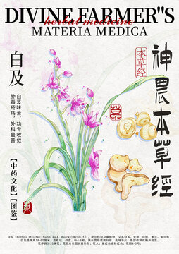 白芨手繪中藥材水彩插畫設(shè)計模版