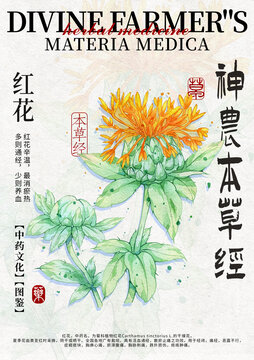紅花手繪中藥材水彩插畫設(shè)計(jì)模版
