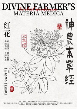 紅花排版手繪中藥材水彩插畫設計模版