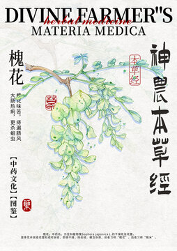 槐花手繪中藥材水彩插畫設(shè)計模版