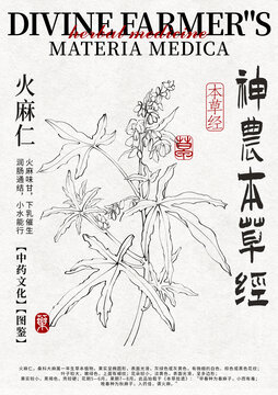 火麻仁線稿手繪中藥材水彩插畫設計模版
