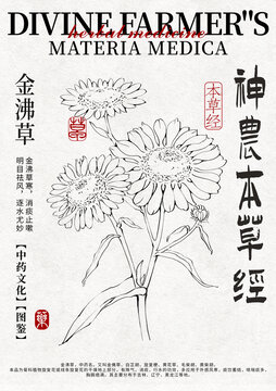 金沸草線稿手繪中藥材水彩插畫(huà)設(shè)計(jì)模版