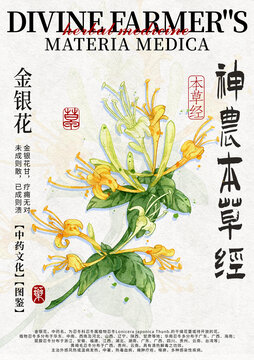 金銀花手繪中藥材水彩插畫設計模版