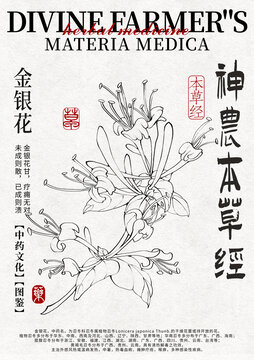 金銀花線稿手繪中藥材水彩插畫設計模版