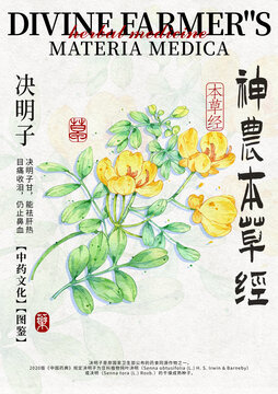 決明子手繪中藥材水彩插畫設(shè)計模版