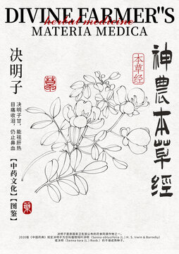決明子線稿手繪中藥材水彩插畫設(shè)計模版