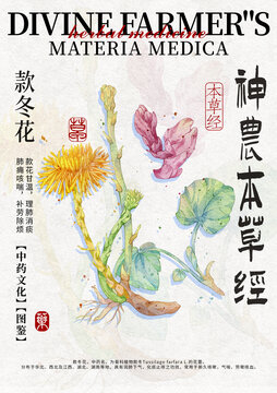 款冬花手繪中藥材水彩插畫設(shè)計模版