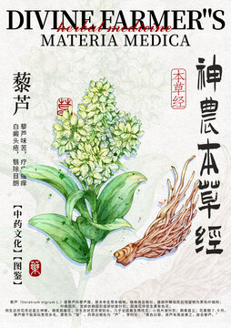 藜蘆手繪中藥材水彩插畫設(shè)計模版