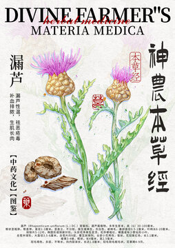 漏蘆手繪中藥材水彩插畫設計模版