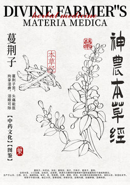 蔓荊子線稿手繪中藥材水彩插畫設(shè)計模版