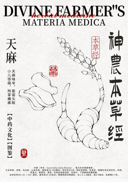 天麻線稿手繪中藥材水彩插畫(huà)設(shè)計(jì)模版
