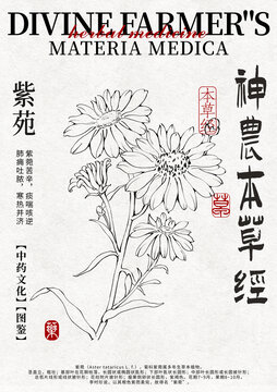 紫苑線稿手繪中藥材水彩插畫設(shè)計(jì)模版