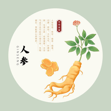 手繪中草藥人參