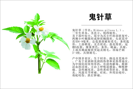 鬼針草