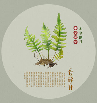 骨碎補中草藥手繪插畫