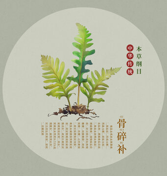 骨碎補(bǔ)中草藥手繪插畫