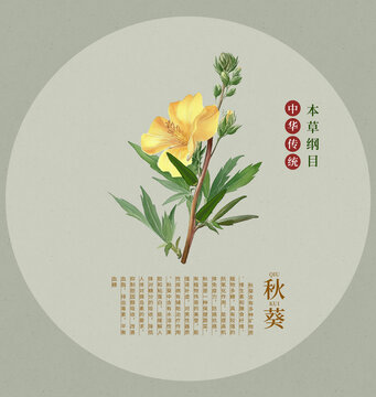秋葵中草藥插畫