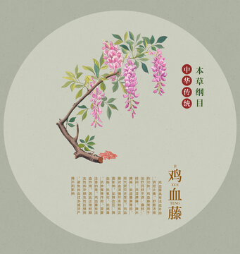 雞血藤手繪插畫