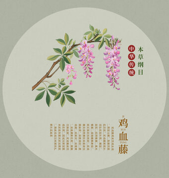 雞血藤手繪插畫