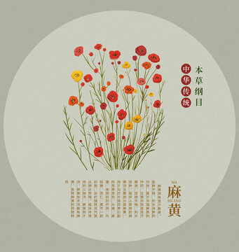 麻黃手繪插畫