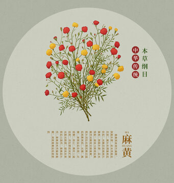 麻黃中草藥手繪插畫