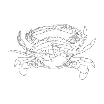 梭子蟹